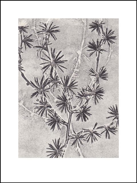Grey Larch Limited Edition Print 30cm x 40 cm